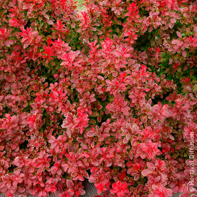 Berberis - Berberitze - Berberitze Admiration - Berberis thunbergii Admiration