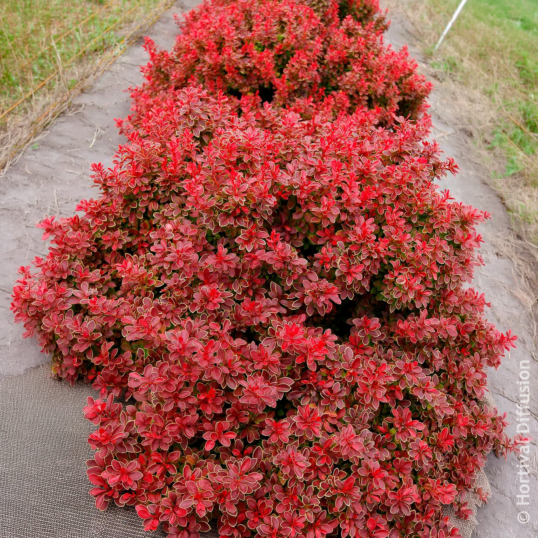 Berberis thunbergii Admiration - Berberitze Admiration - Berberis - Berberitze