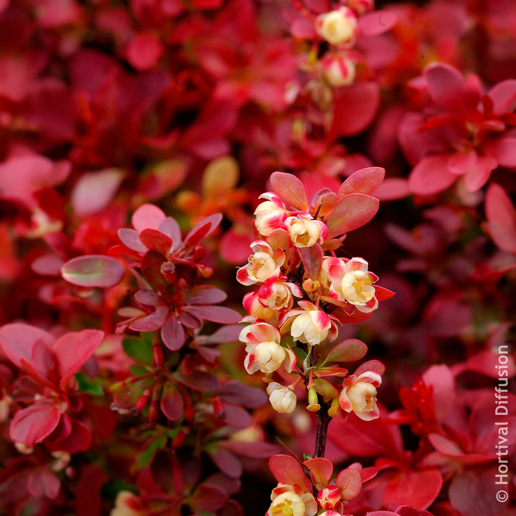 Berberitze Admiration - Berberis thunbergii Admiration - Willemse