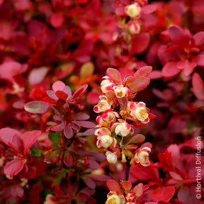 Berberitze Admiration - Berberis thunbergii Admiration - Willemse