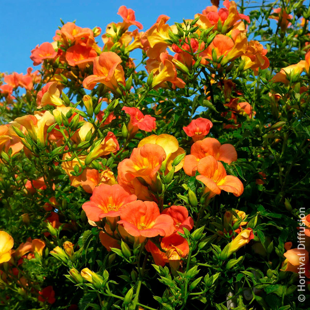 Campsis grandiflora - Großblütige Trompetenblume - Campsis - Trompetenblume