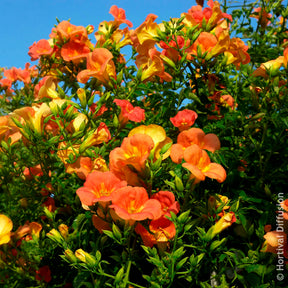 Campsis grandiflora - Großblütige Trompetenblume - Campsis - Trompetenblume