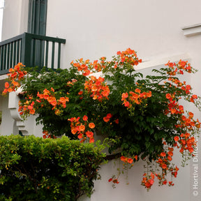 Großblütige Trompetenblume - Campsis grandiflora - Willemse