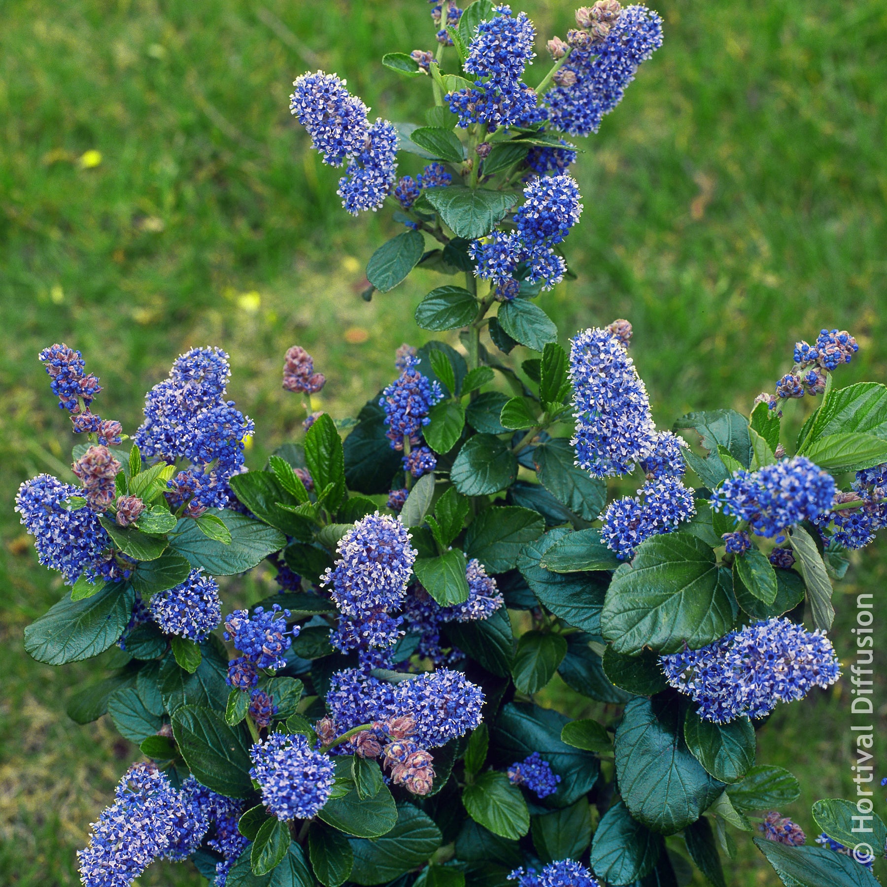 Säckelblume Trewithen Blue - Willemse