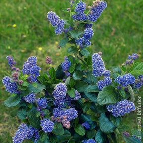 Säckelblume Trewithen Blue - Willemse