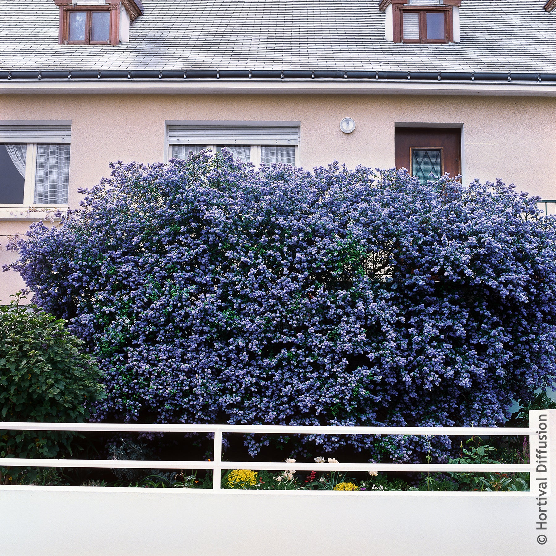 Säckelblume Trewithen Blue - Ceanothus arboreus Trewithen Blue - Willemse