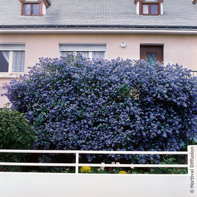 Säckelblume Trewithen Blue - Ceanothus arboreus Trewithen Blue - Willemse