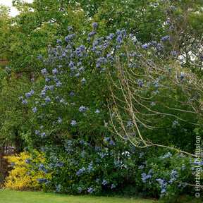 Ceanothus arboreus Trewithen Blue - Säckelblume Trewithen Blue - Säckelblume