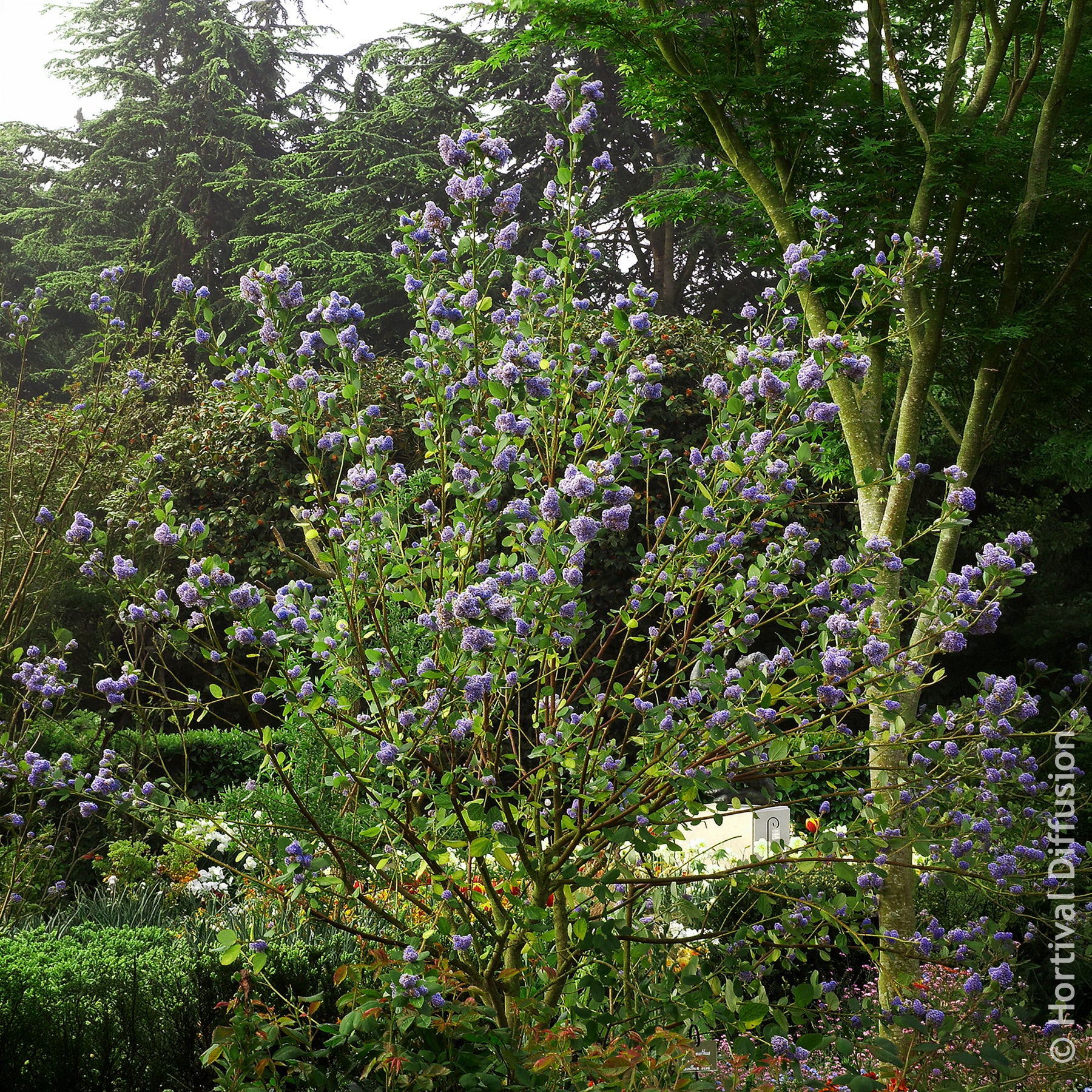 Säckelblume - Säckelblume Trewithen Blue - Ceanothus arboreus Trewithen Blue