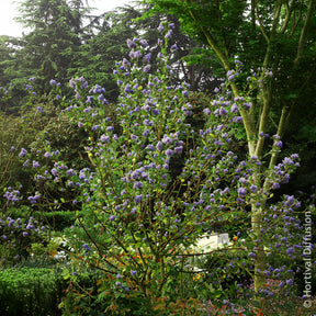 Säckelblume - Säckelblume Trewithen Blue - Ceanothus arboreus Trewithen Blue