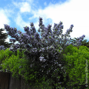 Verkauf Säckelblume Trewithen Blue - Ceanothus arboreus Trewithen Blue