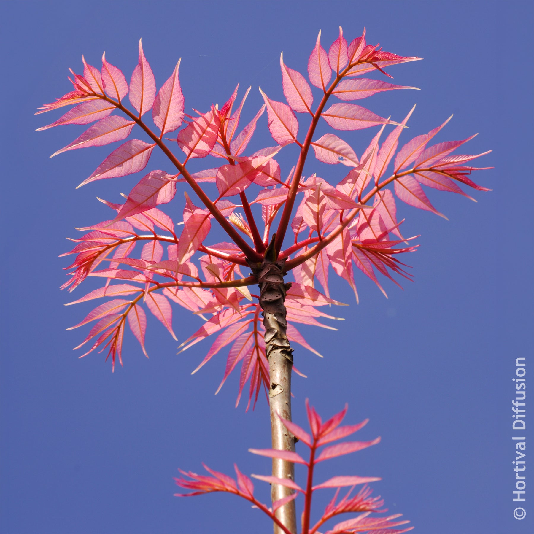 Nadelbäume - Chinesischer Surenbaum Flamingo - Cedrela sinensis Flamingo