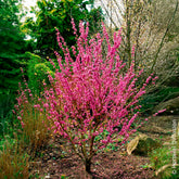 Cercis chinensis Avondale Pot - Chinesischer Judasbaum Avondale - Bäume