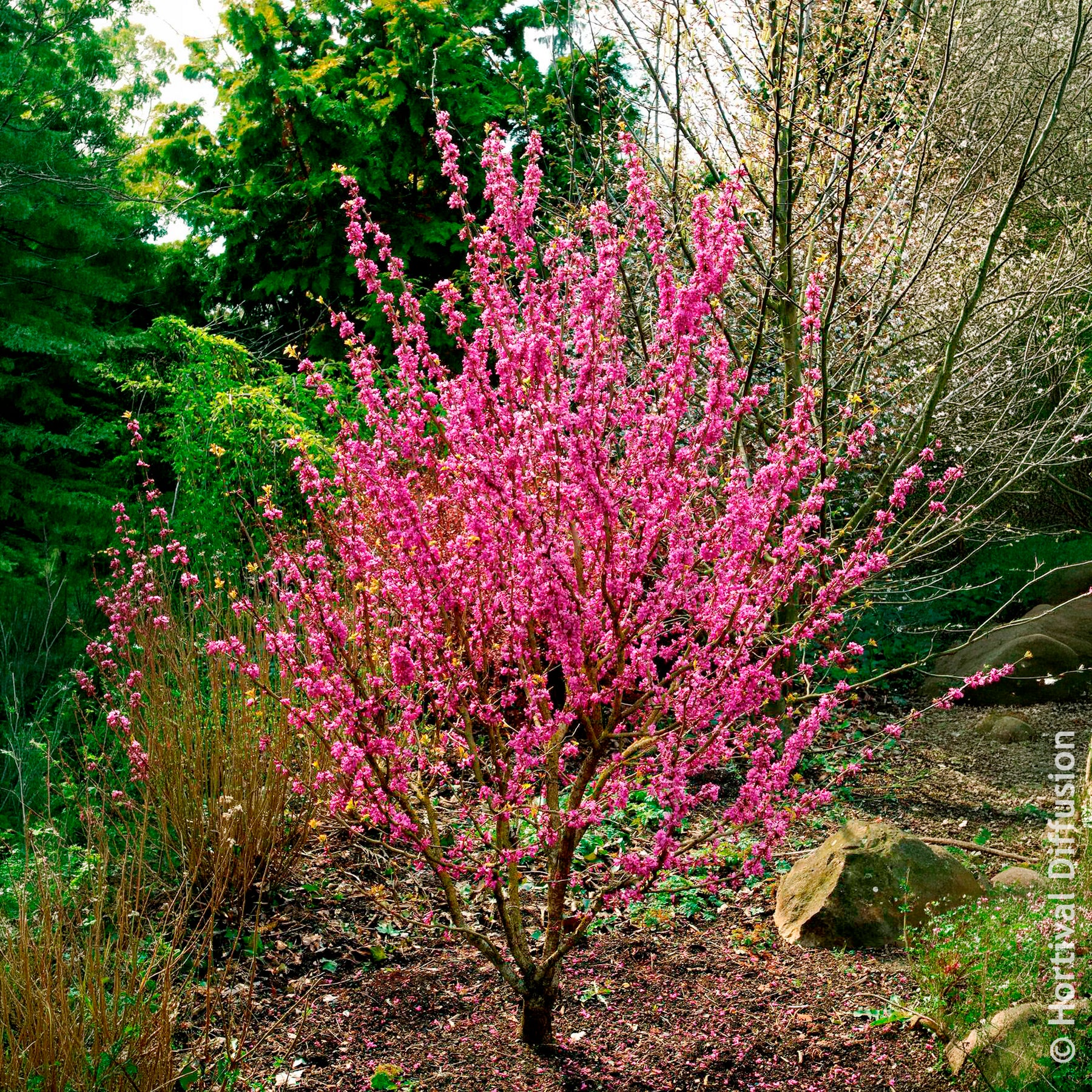 Cercis chinensis Avondale Pot - Chinesischer Judasbaum Avondale - Bäume