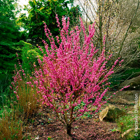 Cercis chinensis Avondale Pot - Chinesischer Judasbaum Avondale - Bäume