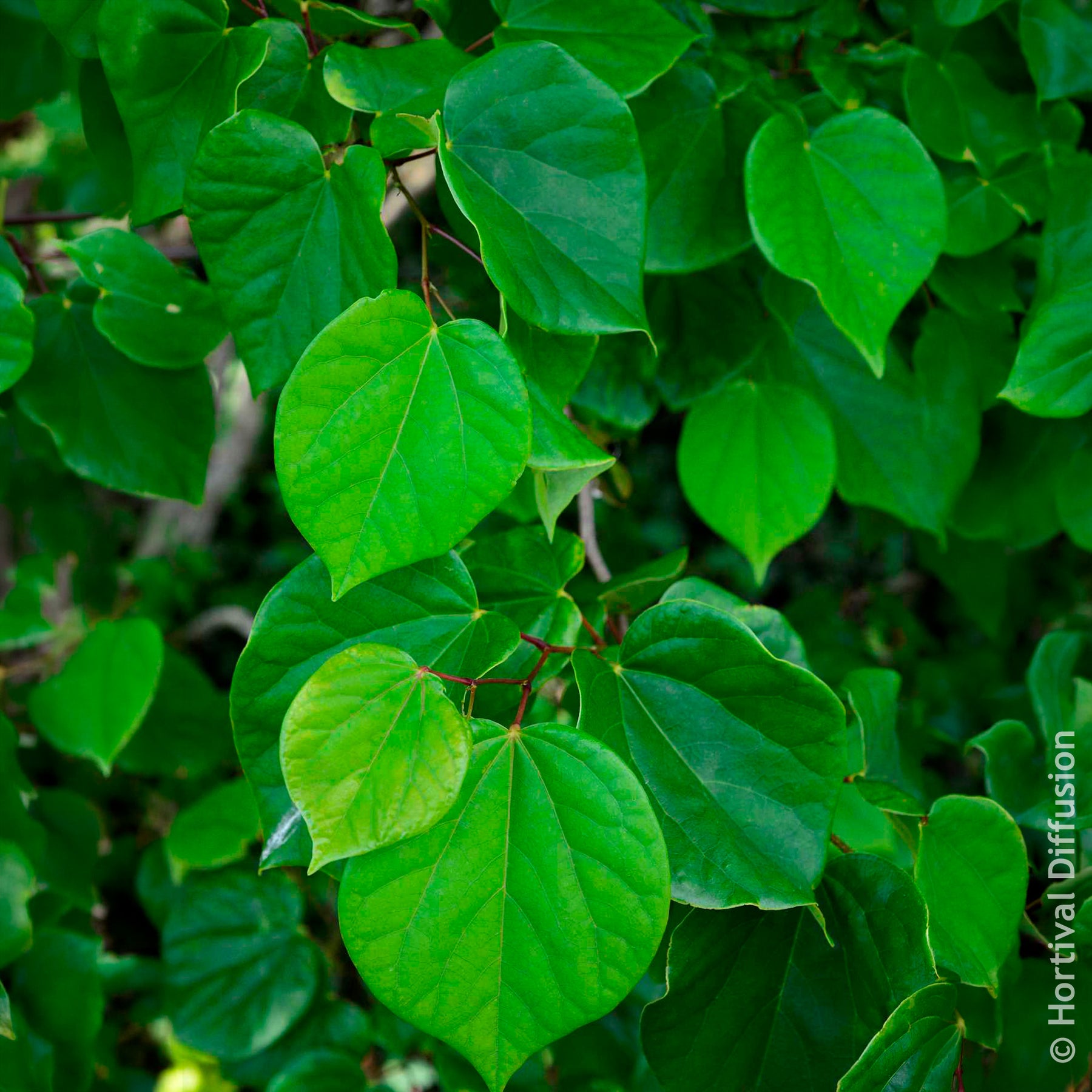 Chinesischer Judasbaum Avondale - Cercis chinensis Avondale Pot - Willemse