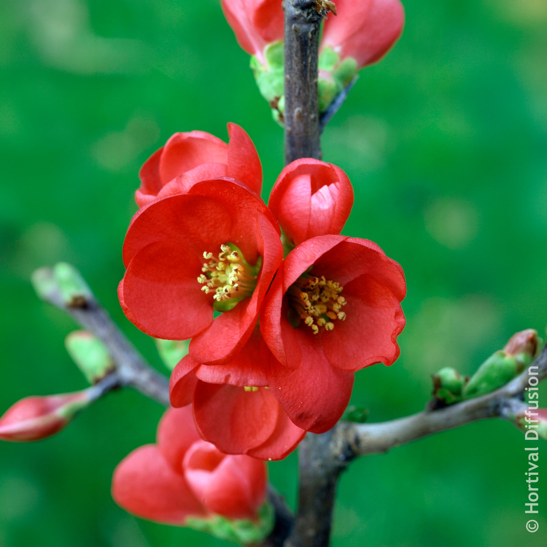 Chaenomeles speciosa Rubra - Japanische Zierquitte Rubra - Blühende Sträucher