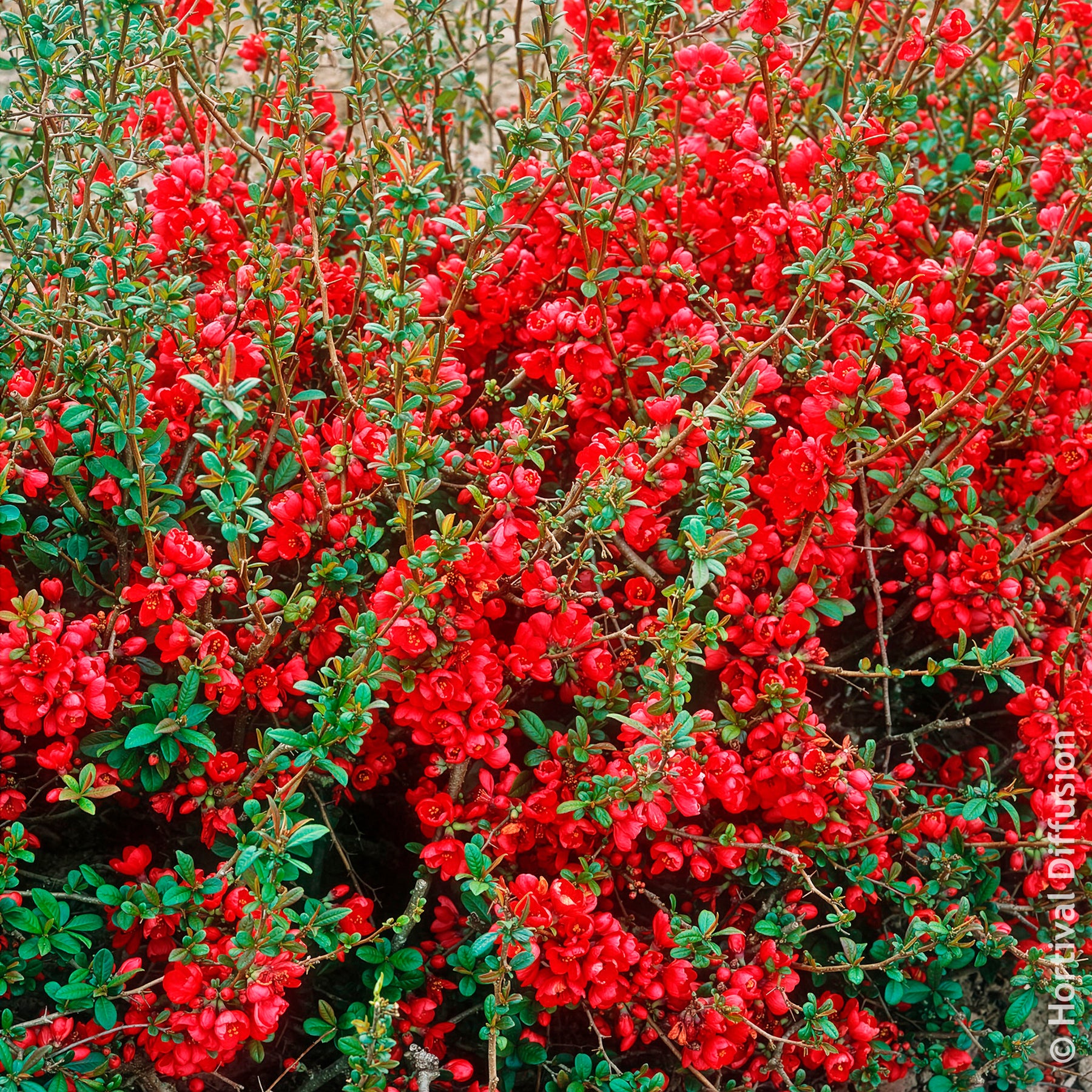 Japanische Zierquitte Rubra - Chaenomeles speciosa Rubra - Willemse