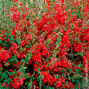 Japanische Zierquitte Rubra - Chaenomeles speciosa Rubra - Willemse