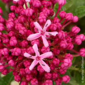 Blühende Sträucher - Losbaum - Clerodendrum bungei