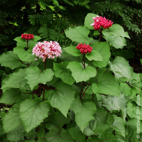 Clerodendrum bungei - Losbaum - Blühende Sträucher