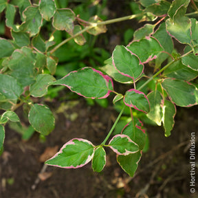 Cornus alternifolia Pinky Spot Pot - Pagoden-Hartriegel Pinky Spot - Sträucher