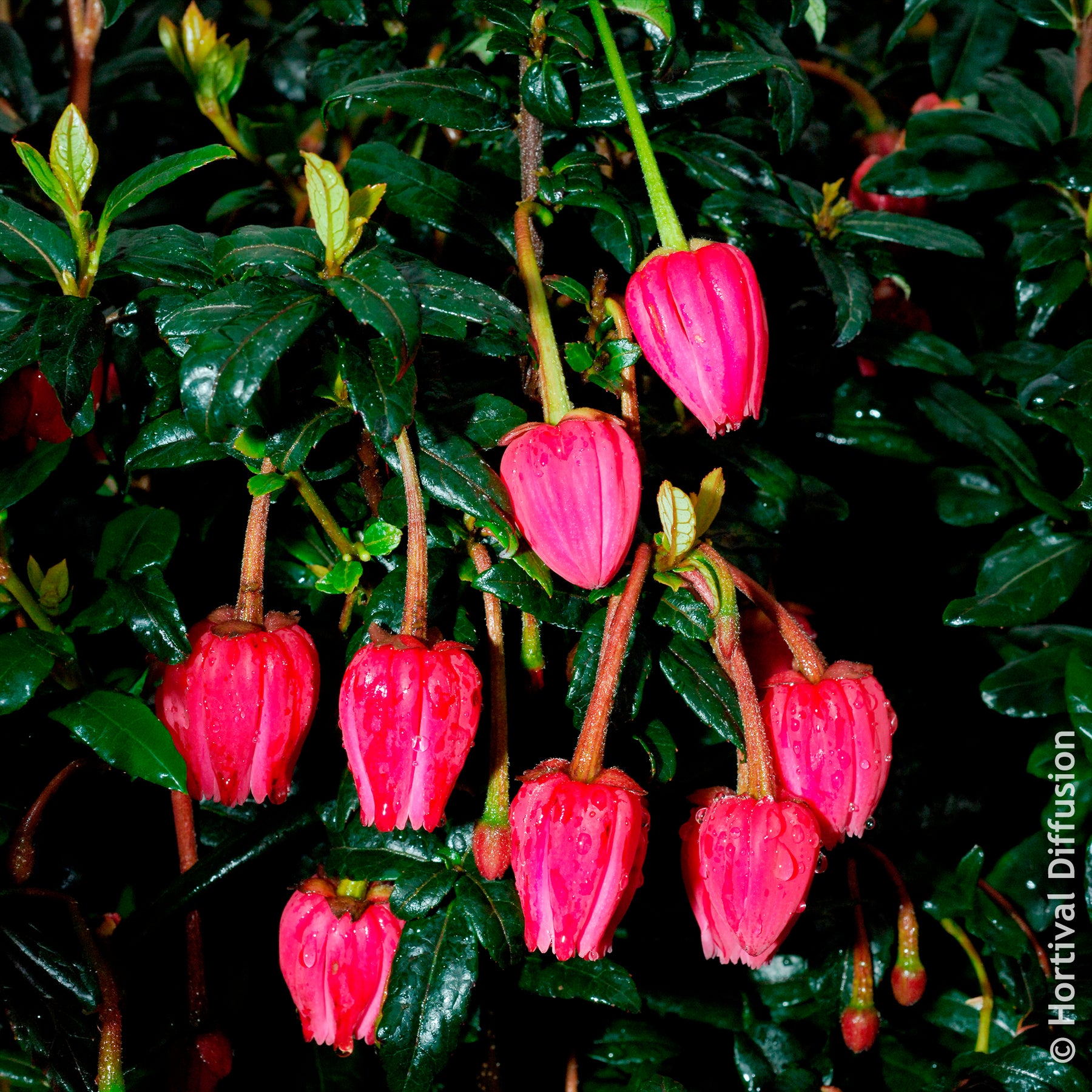 Chilenischer Lanternenbaum - Willemse