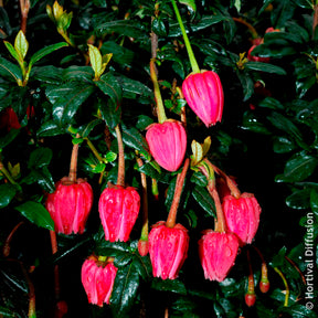 Chilenischer Lanternenbaum - Willemse