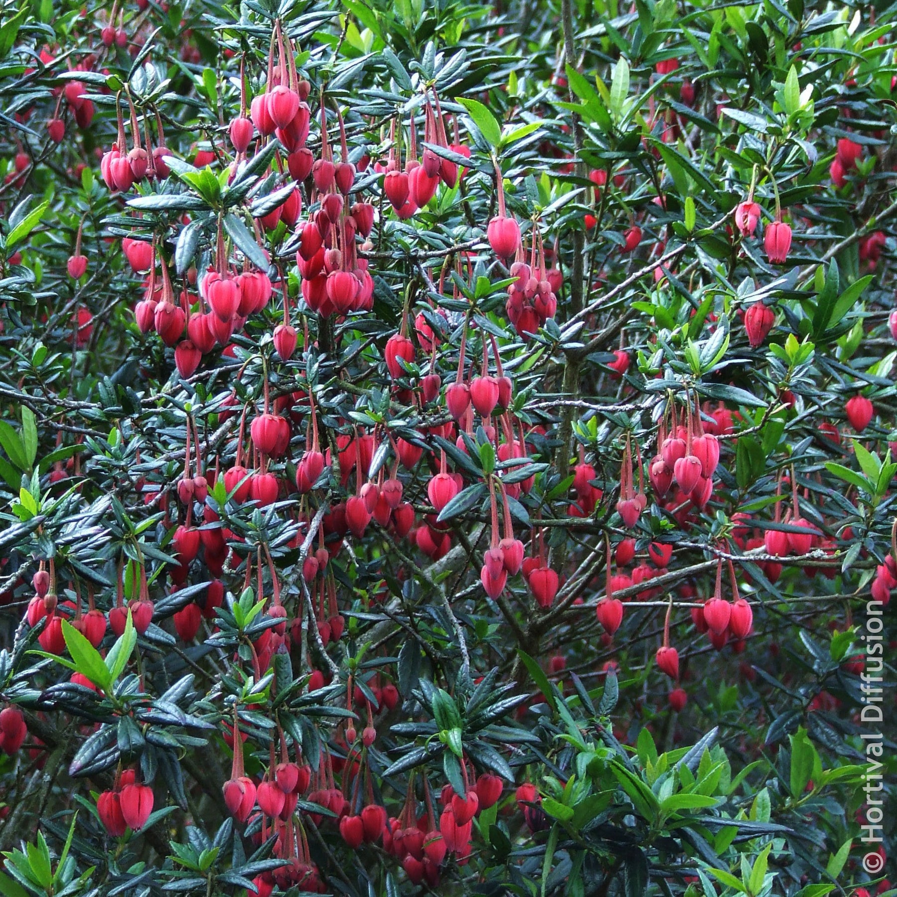 Chilenischer Lanternenbaum - Crinodendron hookerianum - Willemse