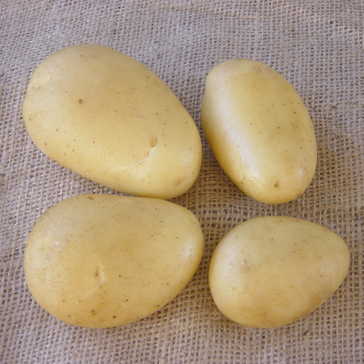 Solanum tuberosum caesar - Kartoffeln Caesar (x25) - Kartoffelpflanzen