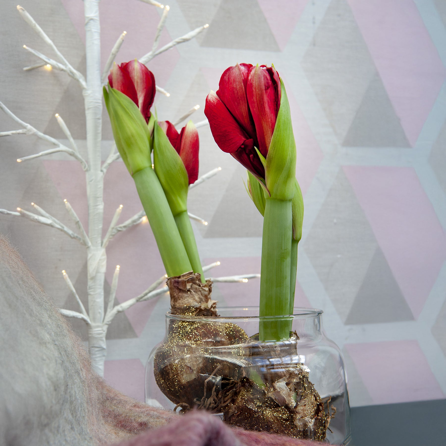 Wachs Amaryllis  Magic Rosé Gold - Amaryllis  Magic Rosé Gold - Willemse