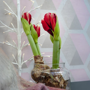 Wachs Amaryllis  Magic Rosé Gold - Amaryllis  Magic Rosé Gold - Willemse