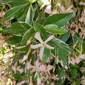 Trachelospermum asiaticum Star of Milano ® - Sternjasmin ‘Star of Milano’® - Sternjasmin - Trachelospermum