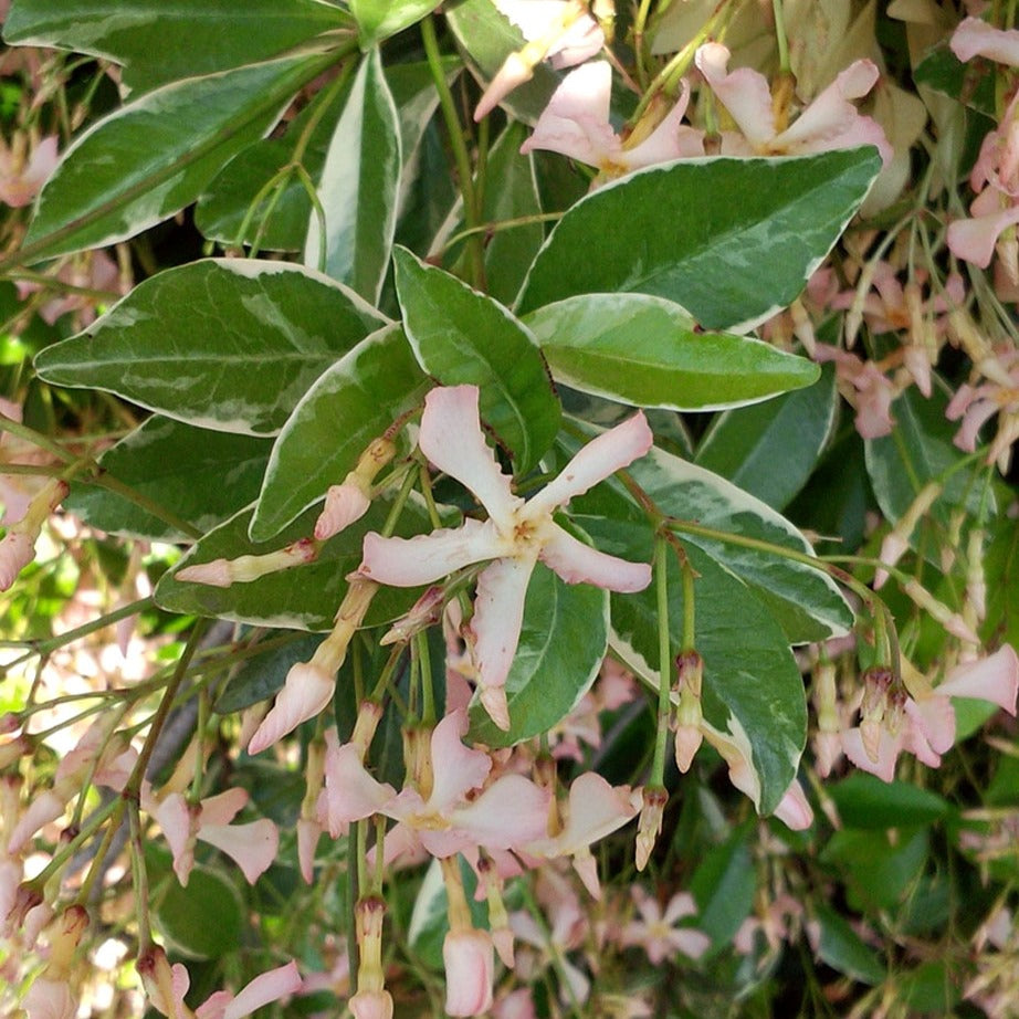 Trachelospermum asiaticum Star of Milano ® - Sternjasmin Asiaticum Star of Milano® - Sternjasmin - Trachelospermum