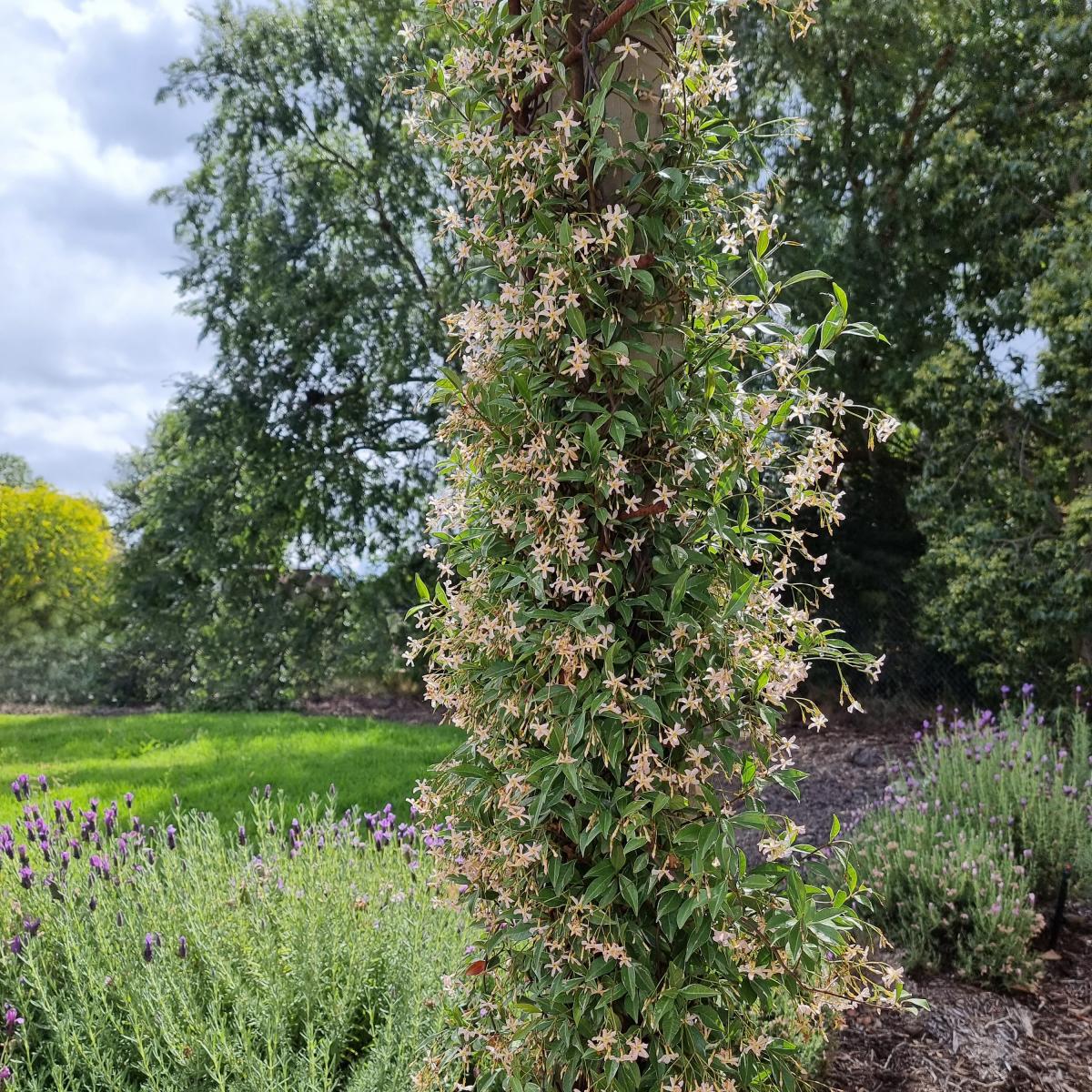 Sternjasmin - Trachelospermum - Sternjasmin Asiaticum Star of Milano® - Trachelospermum asiaticum Star of Milano ®