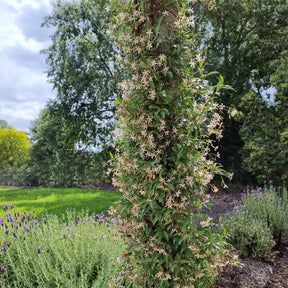 Sternjasmin - Trachelospermum - Sternjasmin ‘Star of Milano’® - Trachelospermum asiaticum Star of Milano ®