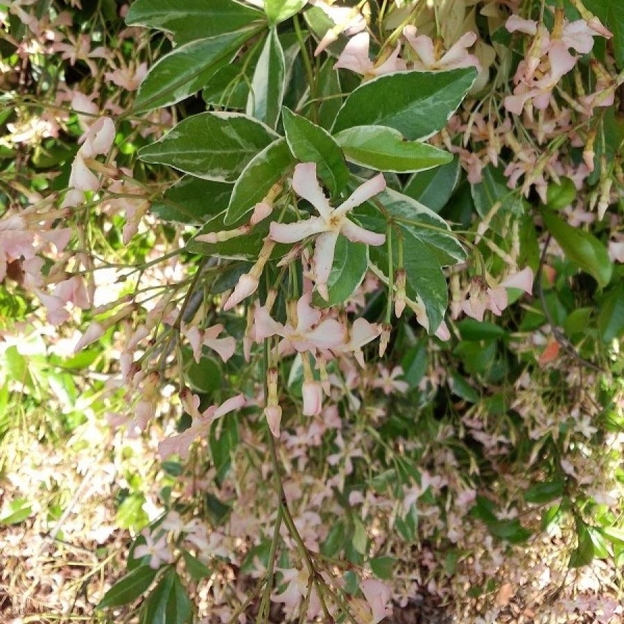 Sternjasmin ‘Star of Milano’® - Willemse