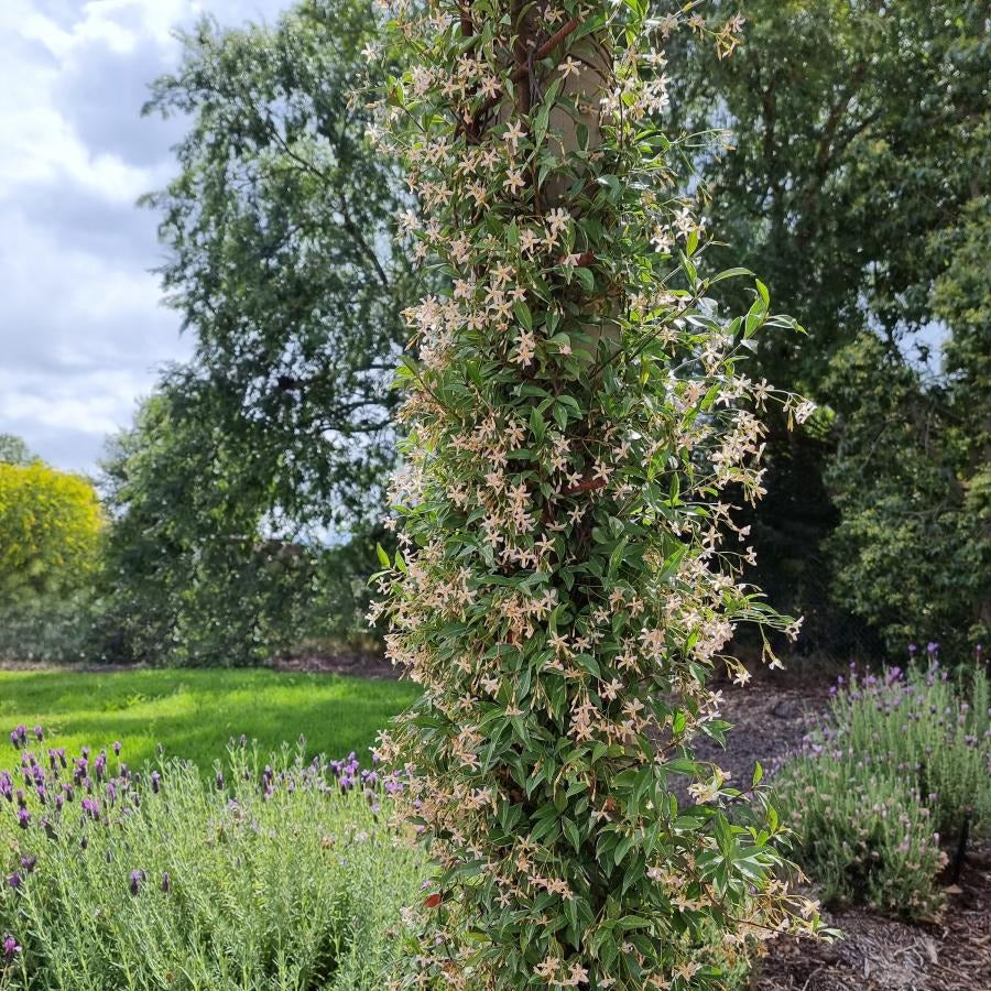 Sternjasmin ‘Star of Milano’® - Trachelospermum asiaticum Star of Milano ® - Willemse