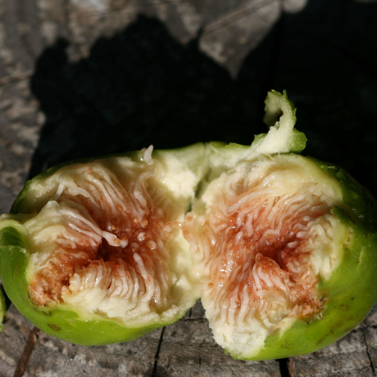 Zwergfeige Ficcolino - Willemse