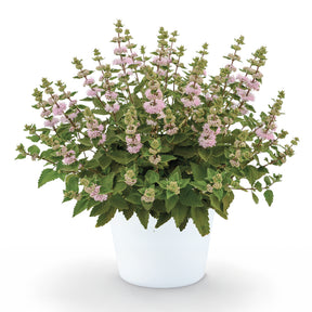 Bartblume ‘Camara’® Pink - Willemse