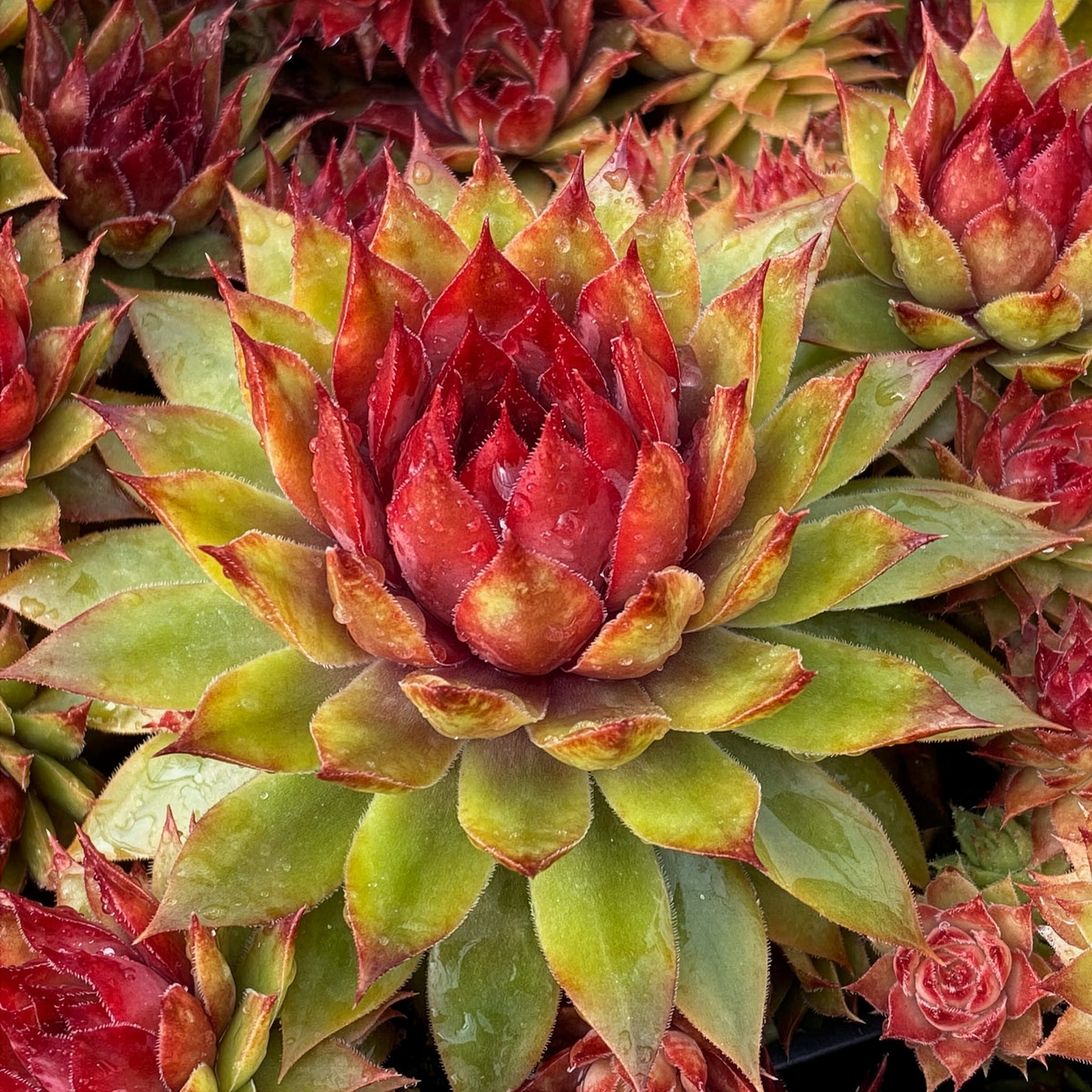 Sempervivum Chick Charms ® Pineapple Paradise - Sempervivum Chick Charms® Pineapple Paradise - Willemse