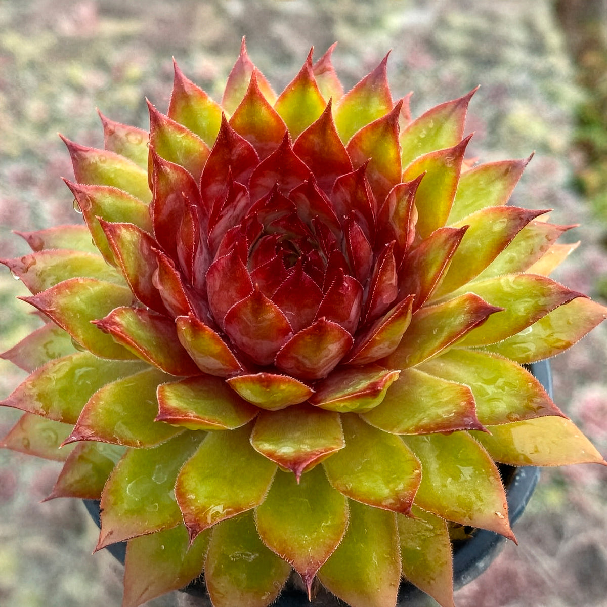 Sempervivum Chick Charms ® Pineapple Paradise - Willemse