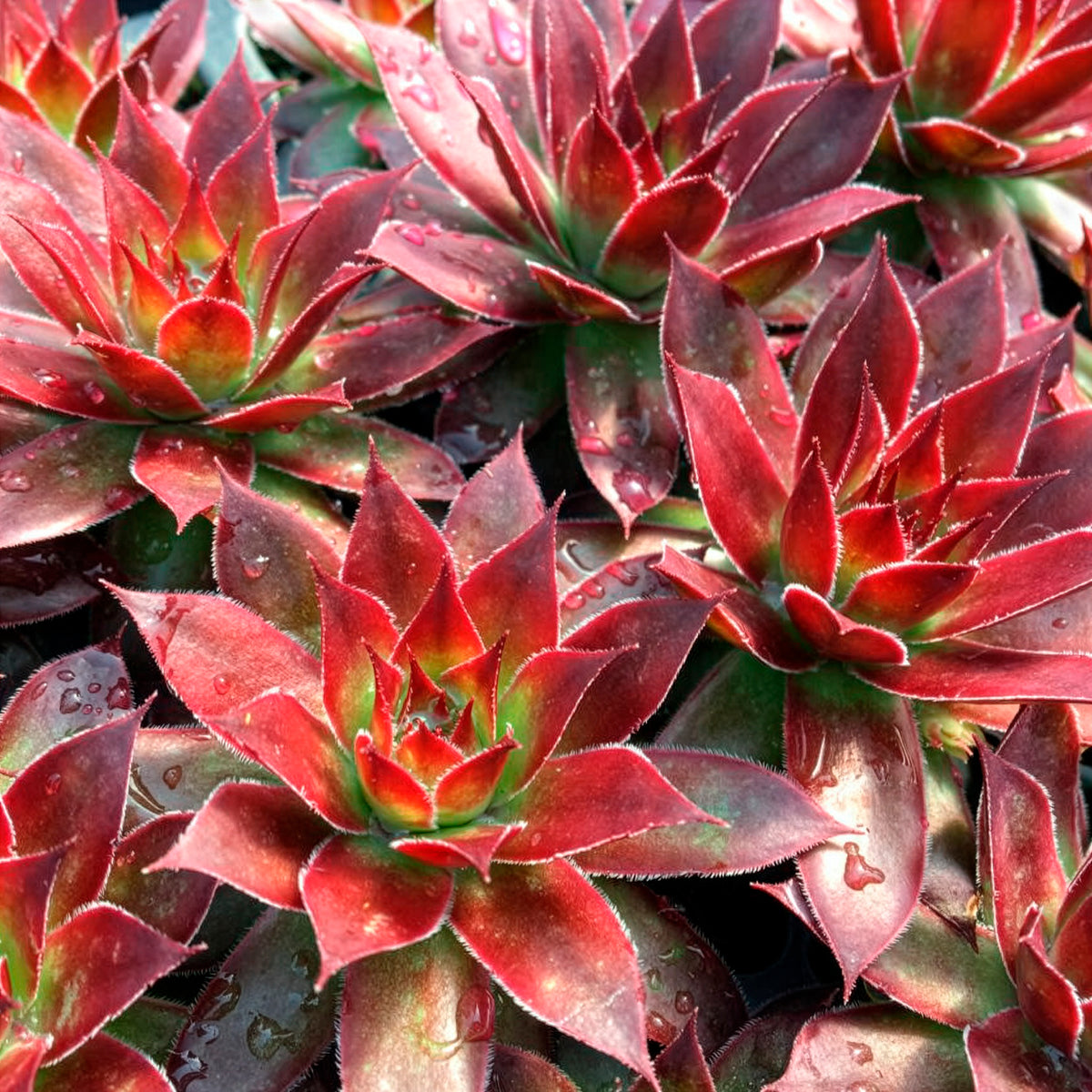 Sempervivum Chick Charms ® Strawberry Kiwi - Sempervivum Chick Charms® Strawberry Kiwi - Willemse