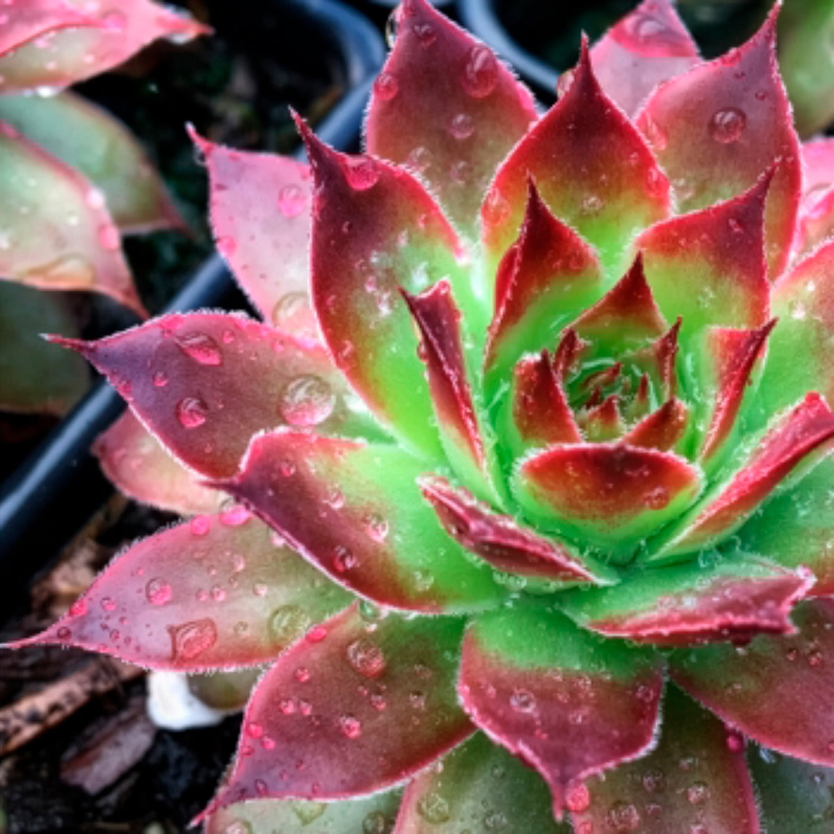 Sempervivum Chick Charms ® Strawberry Kiwi - Willemse