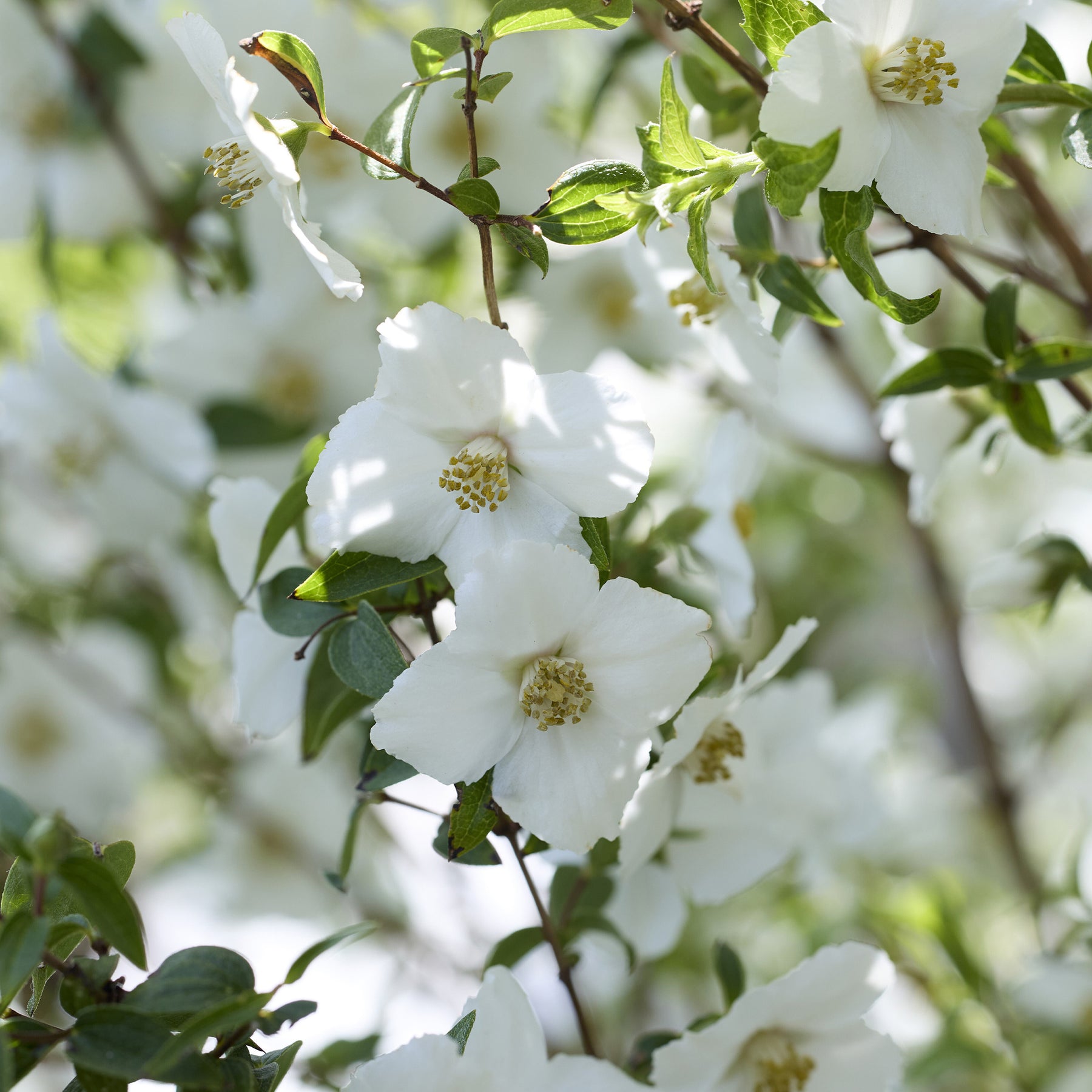 Gartenjasmin Petite Perfume® White