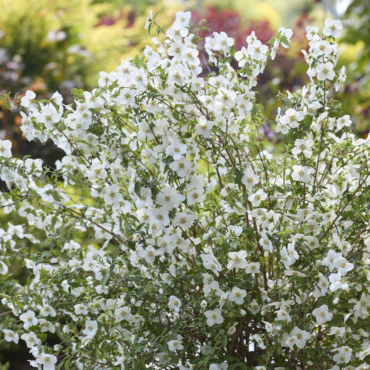Gartenjasmin Petite Perfume® White