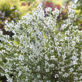 Gartenjasmin Petite Perfume® White