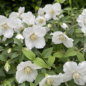 Gartenjasmin Petite Perfume® White