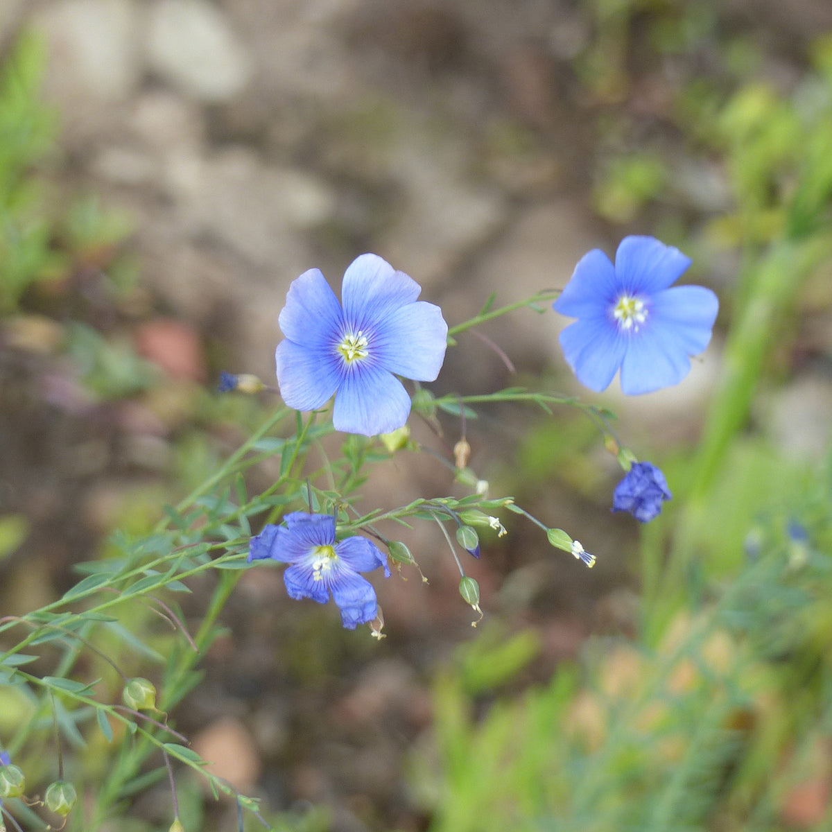 Linum perenne - Blauer Stauden-Lein - Blumensamen