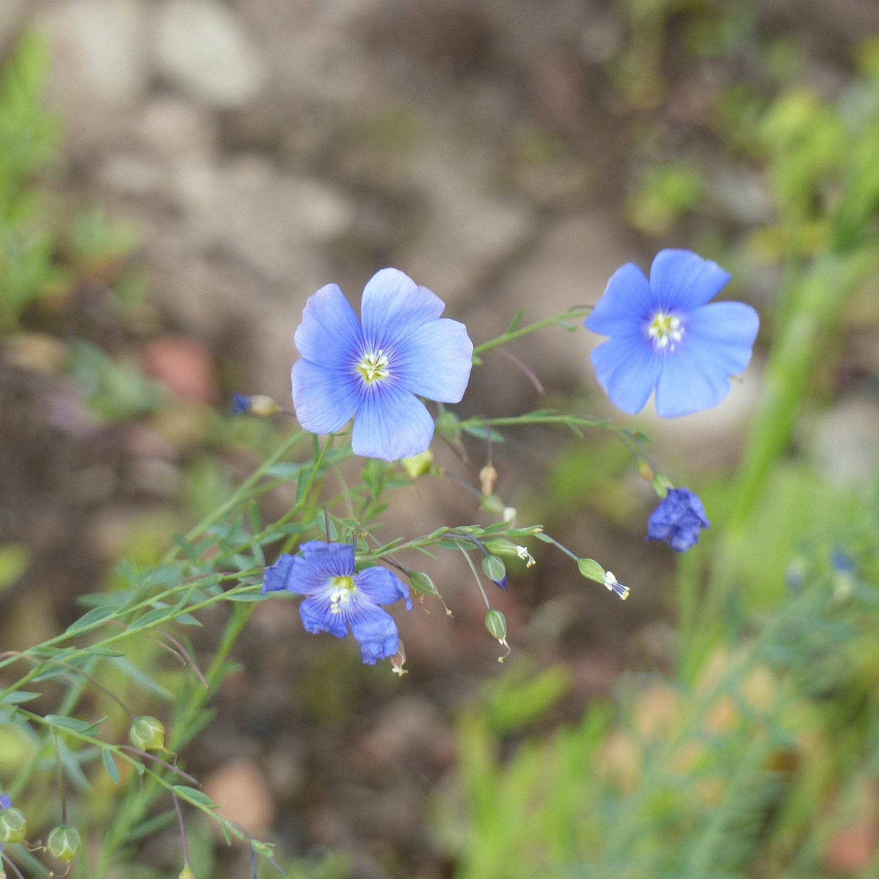 Linum perenne - Blauer Stauden-Lein - Blumensamen